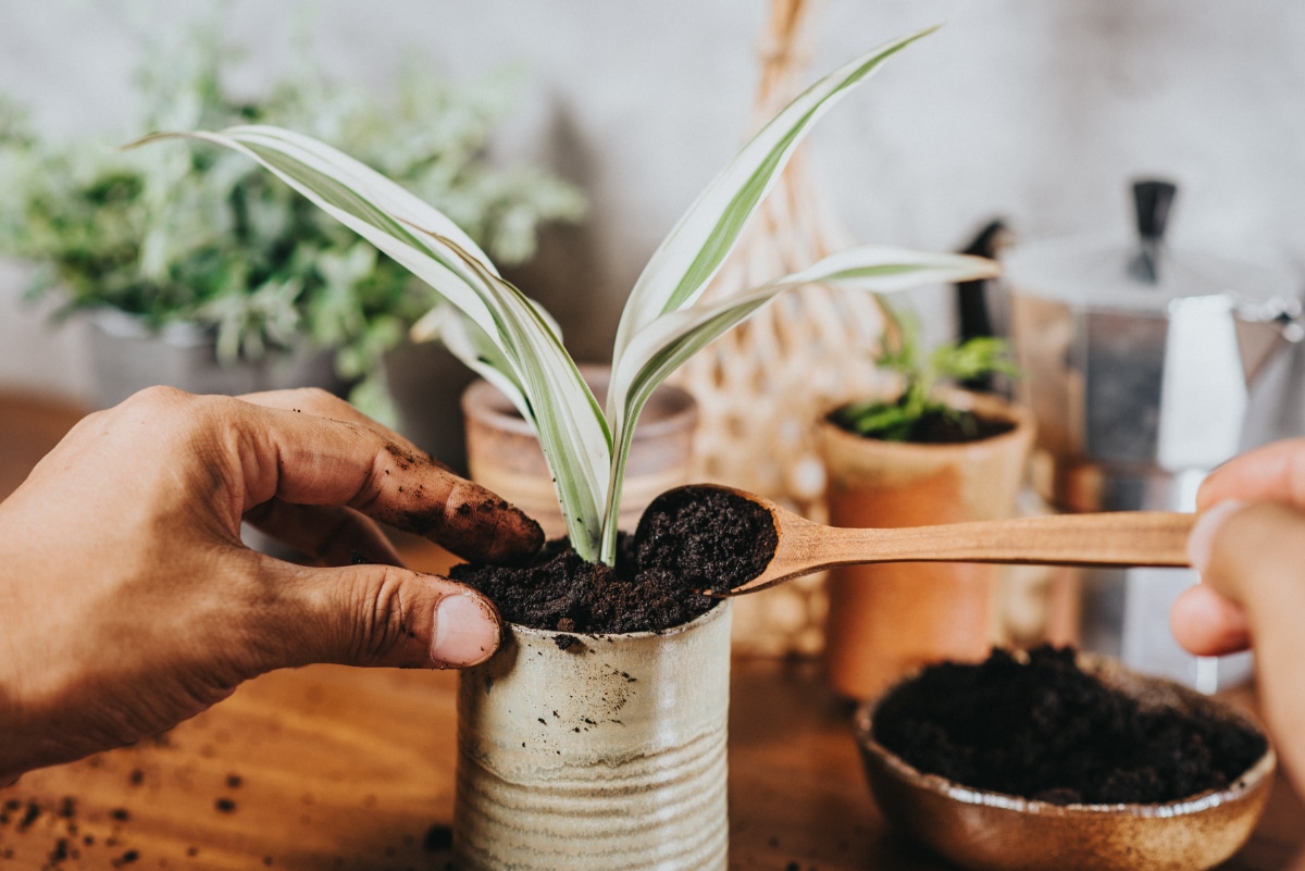 Coffee in Soil