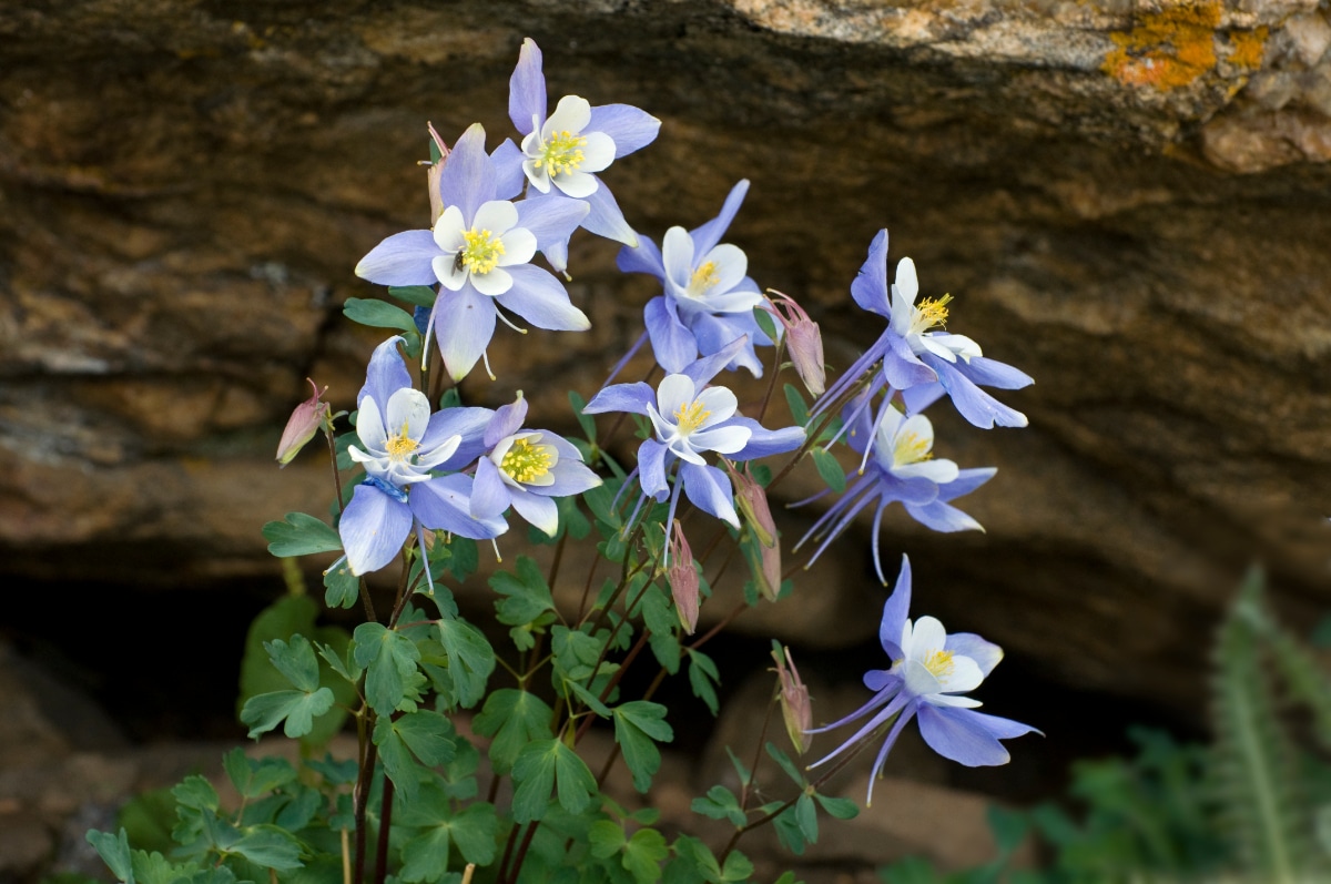 Colorado Blue Columbine