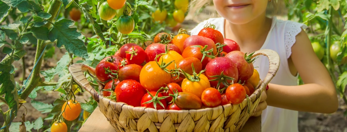 Colorful Tomatoes