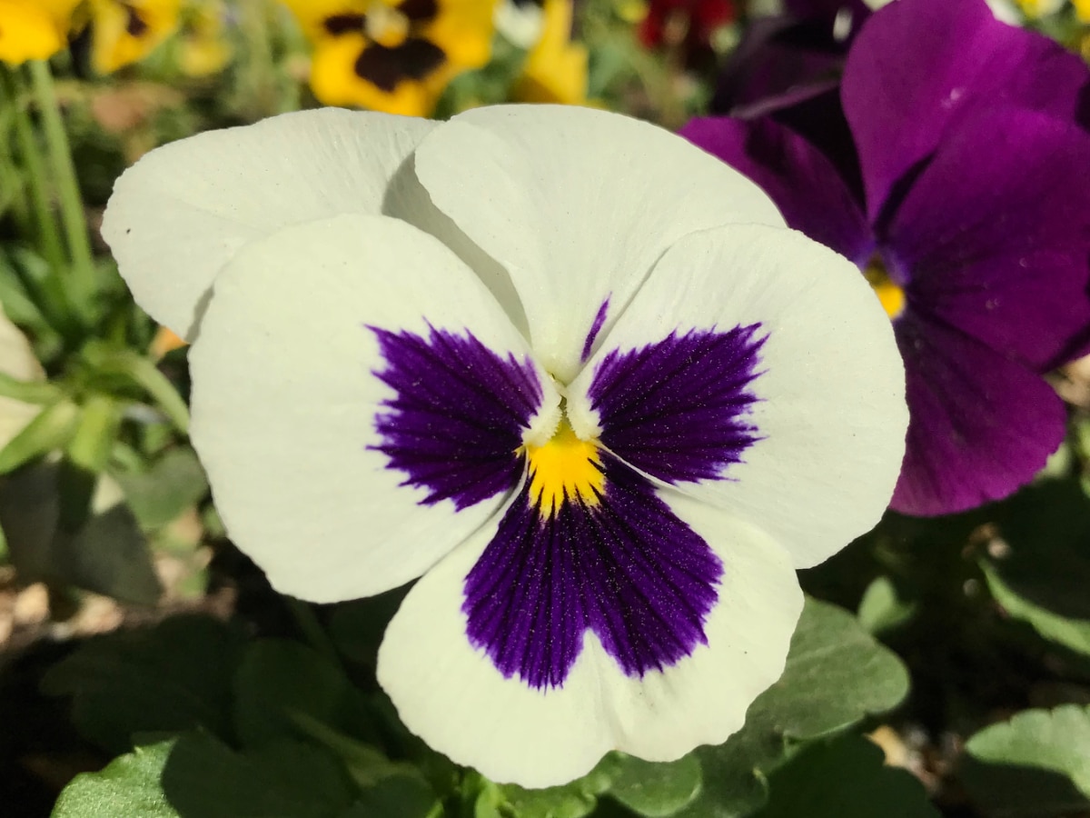 Colossus Pansies