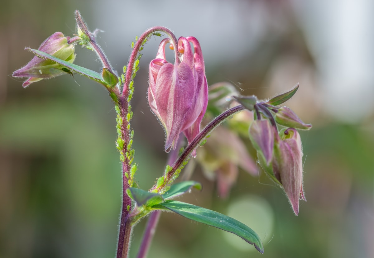 Columbines Pests