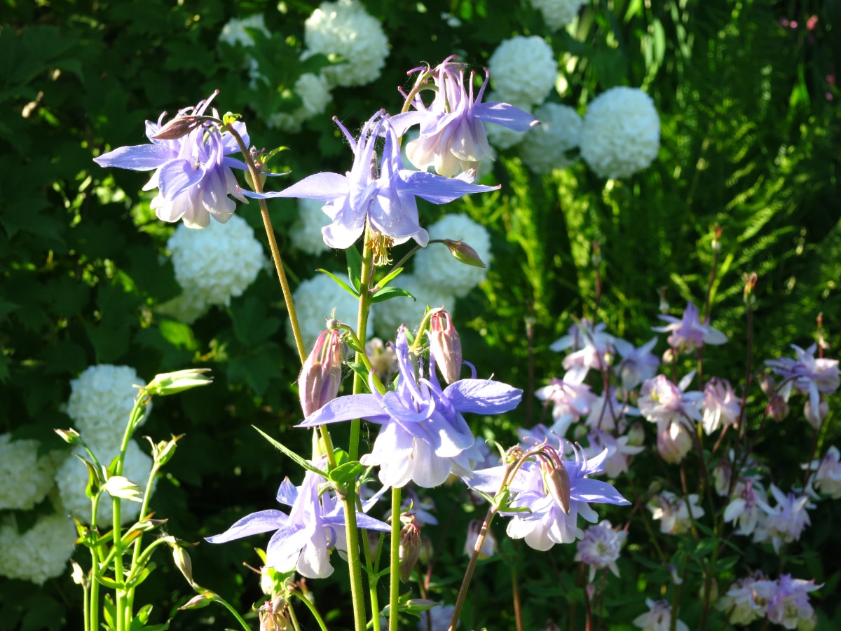 Columbines in the Sun