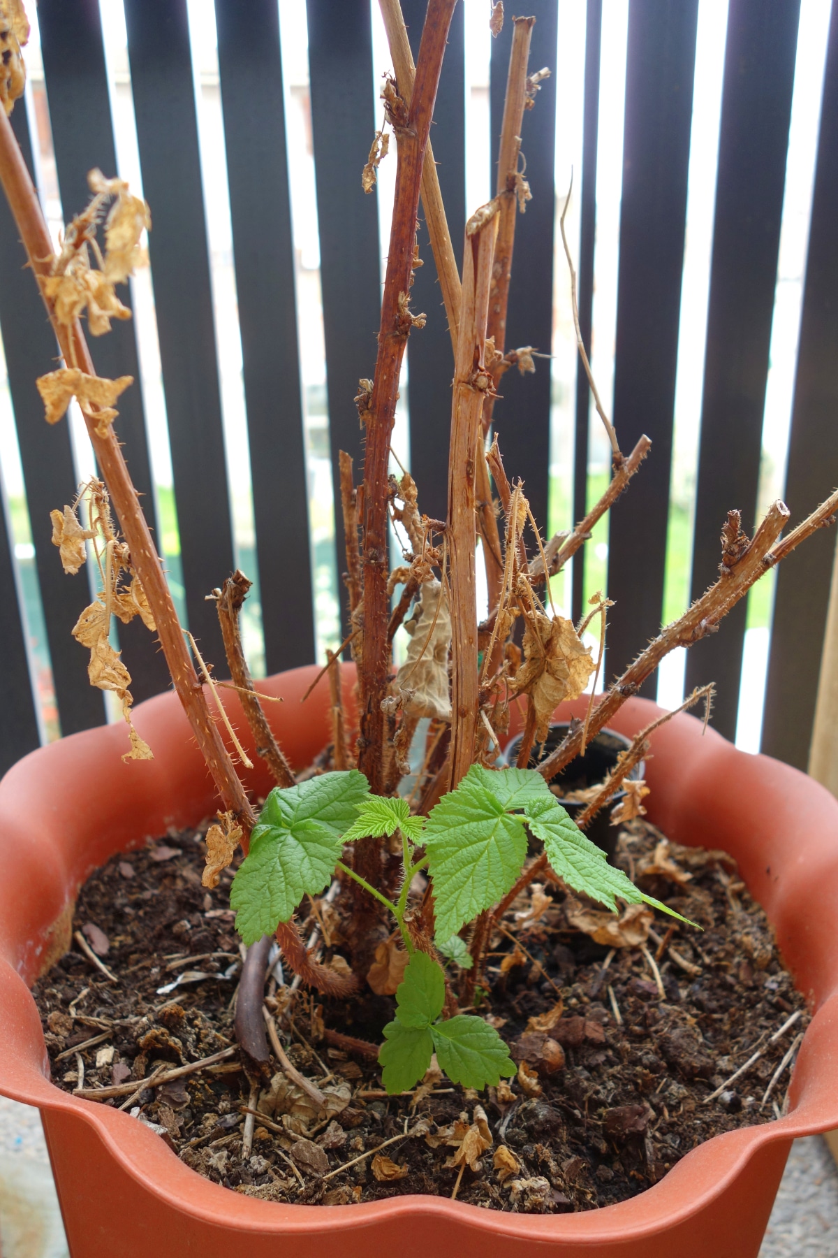 Contenedor Raspberry Bush