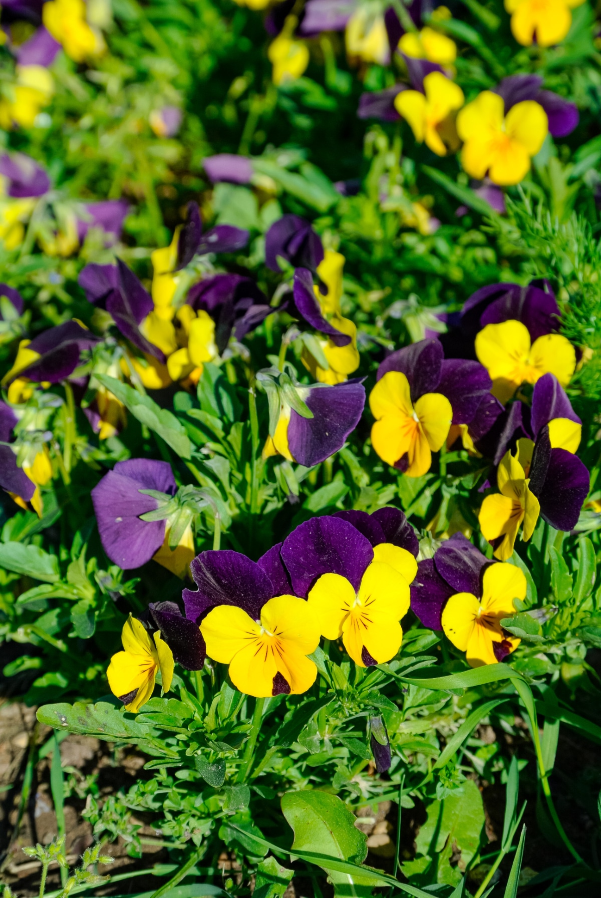 Cool Wave Pansies