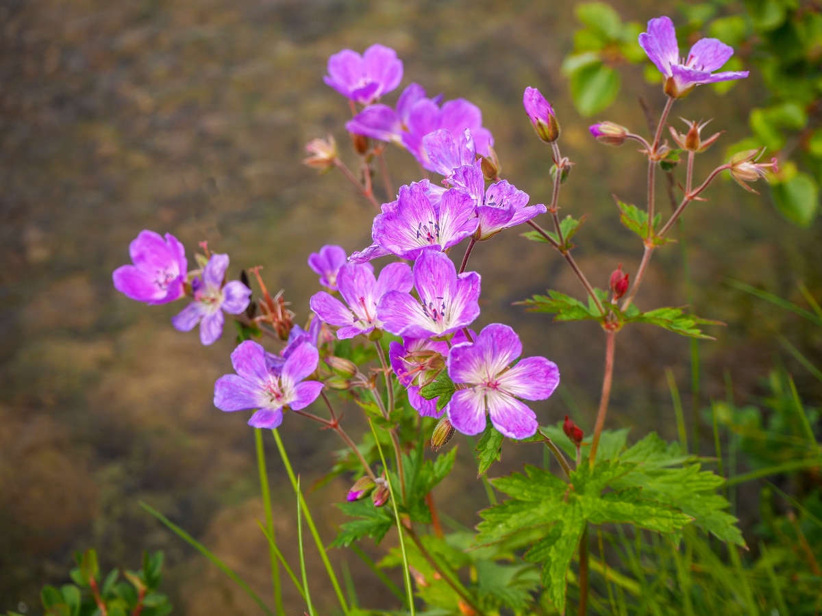 Cranesbill Geranium