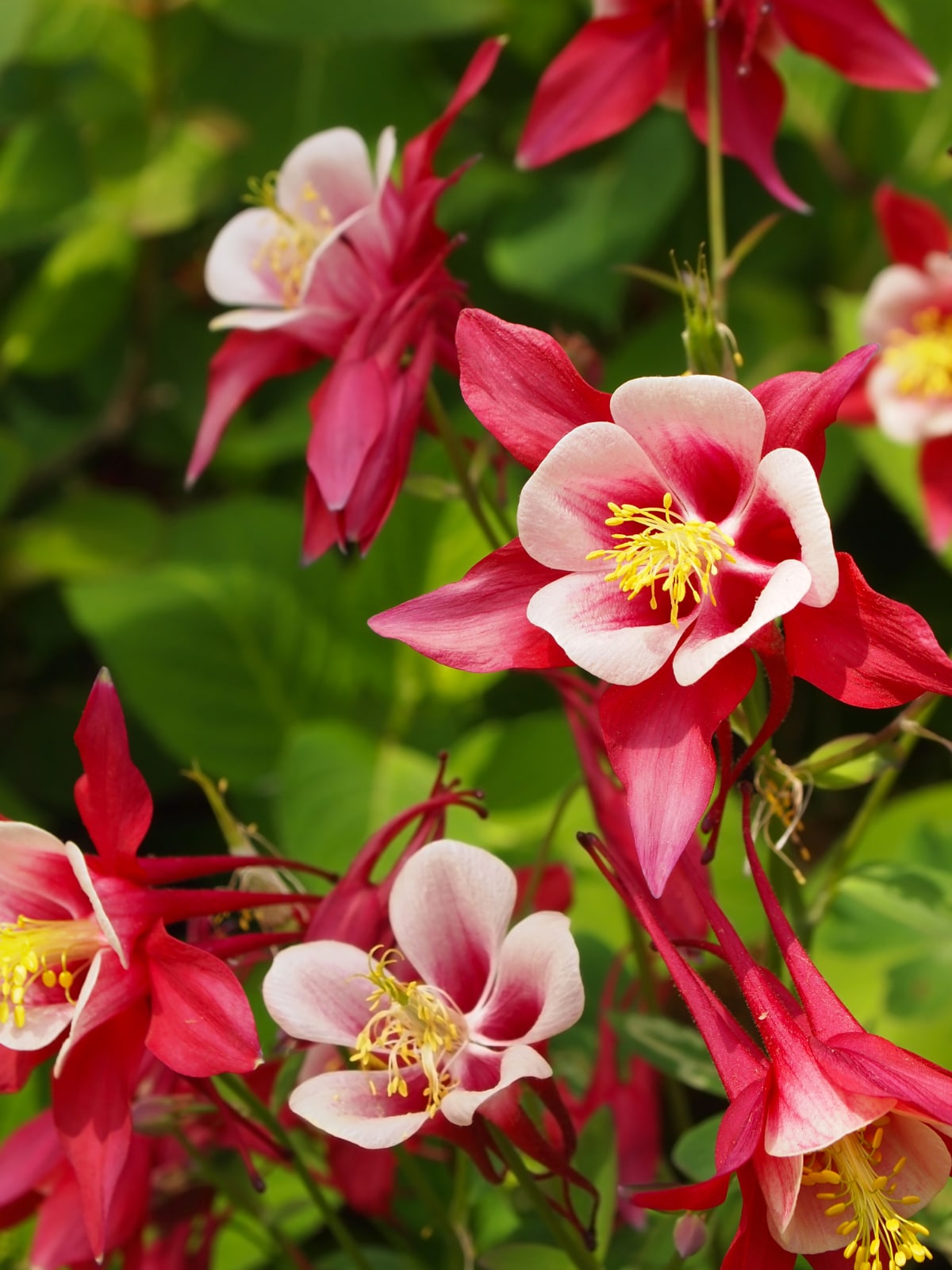 Crimson Star Columbine