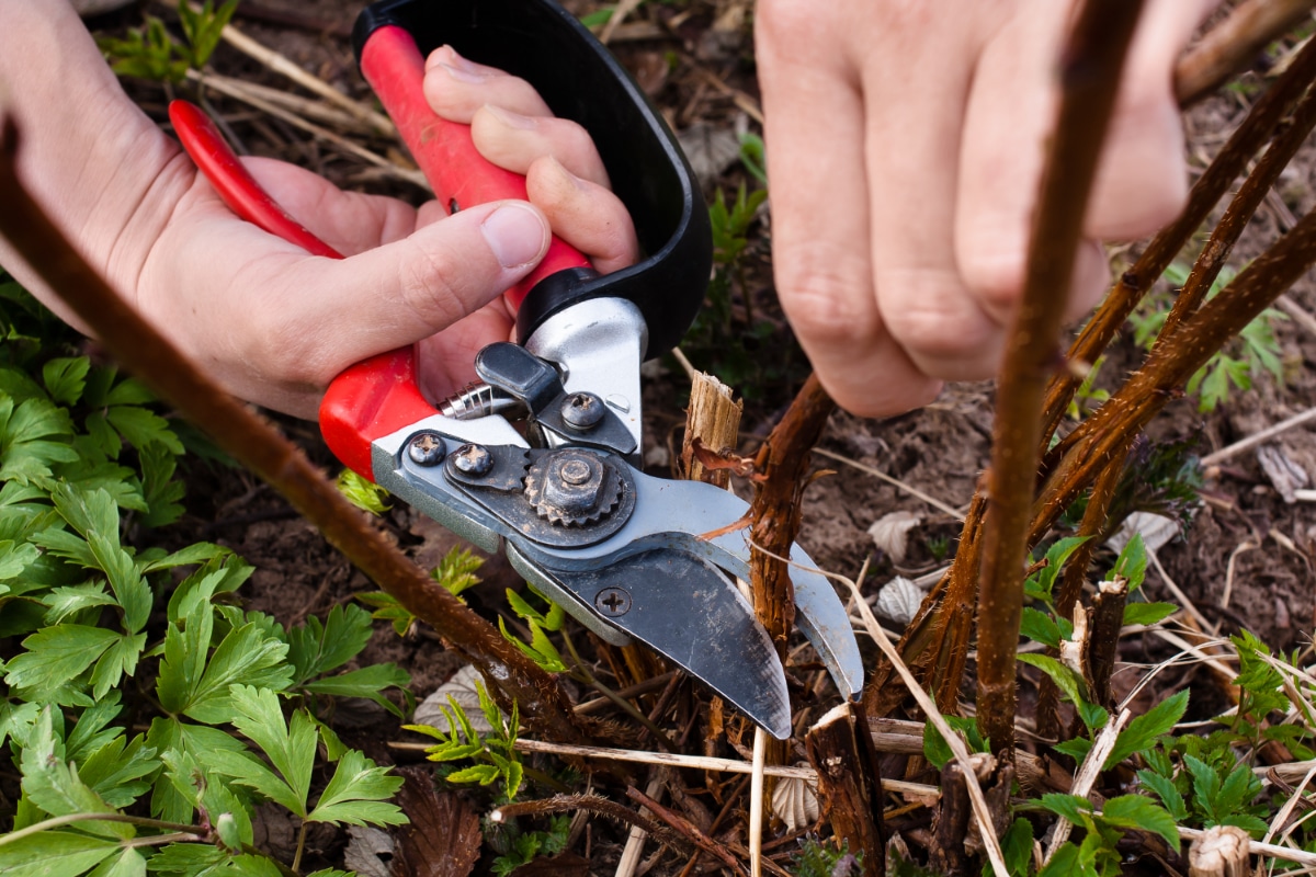 Cutting Raspberry Bush