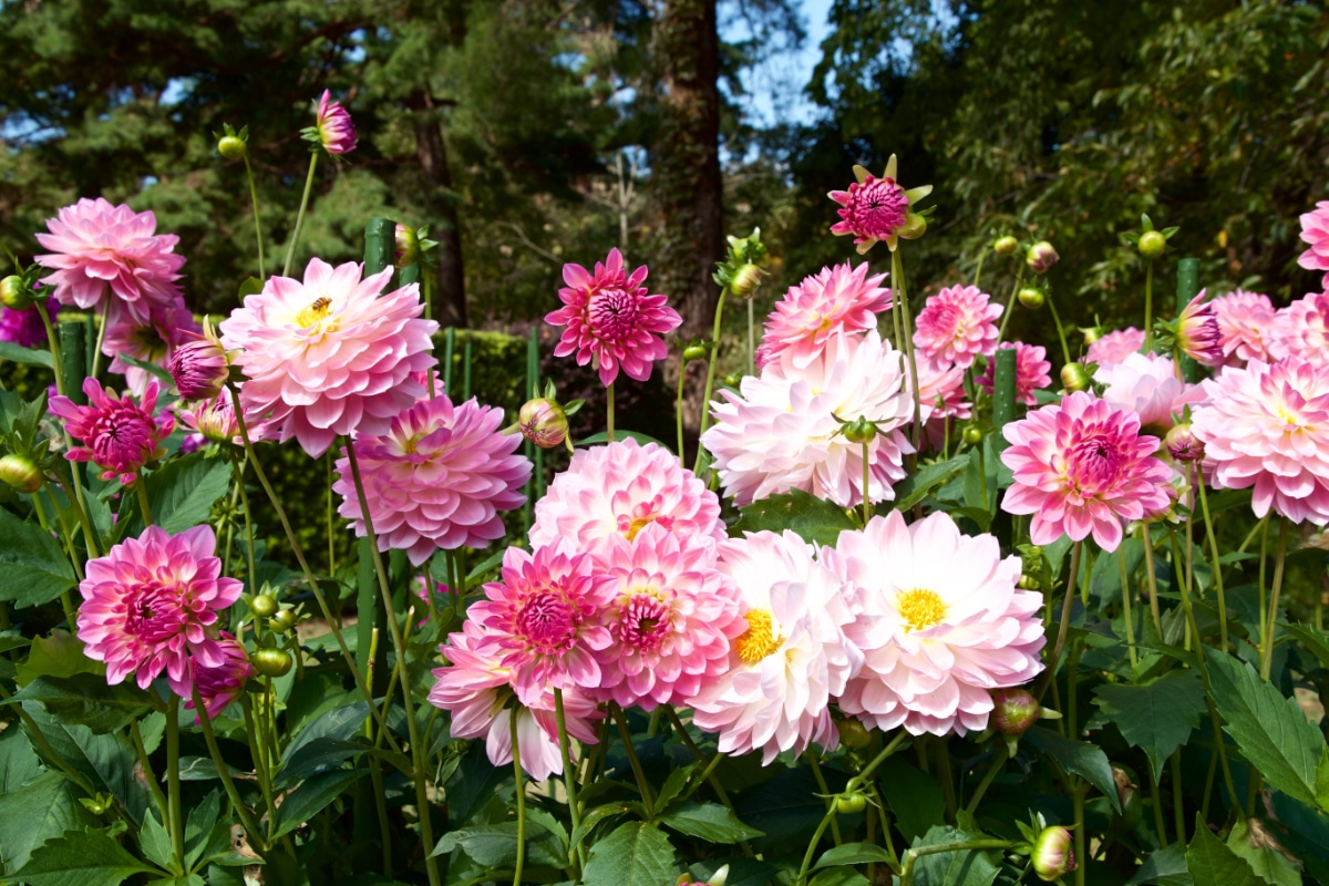 Dahlias