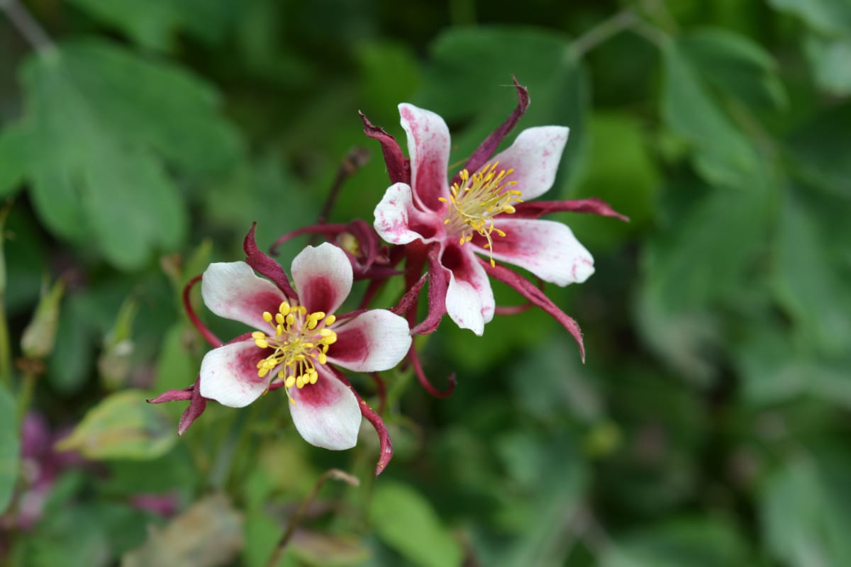 Danish Dwarf Columbine