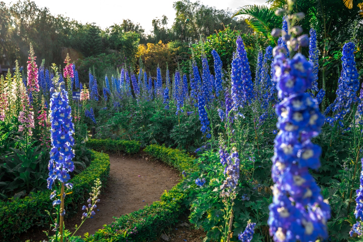 Delphinium