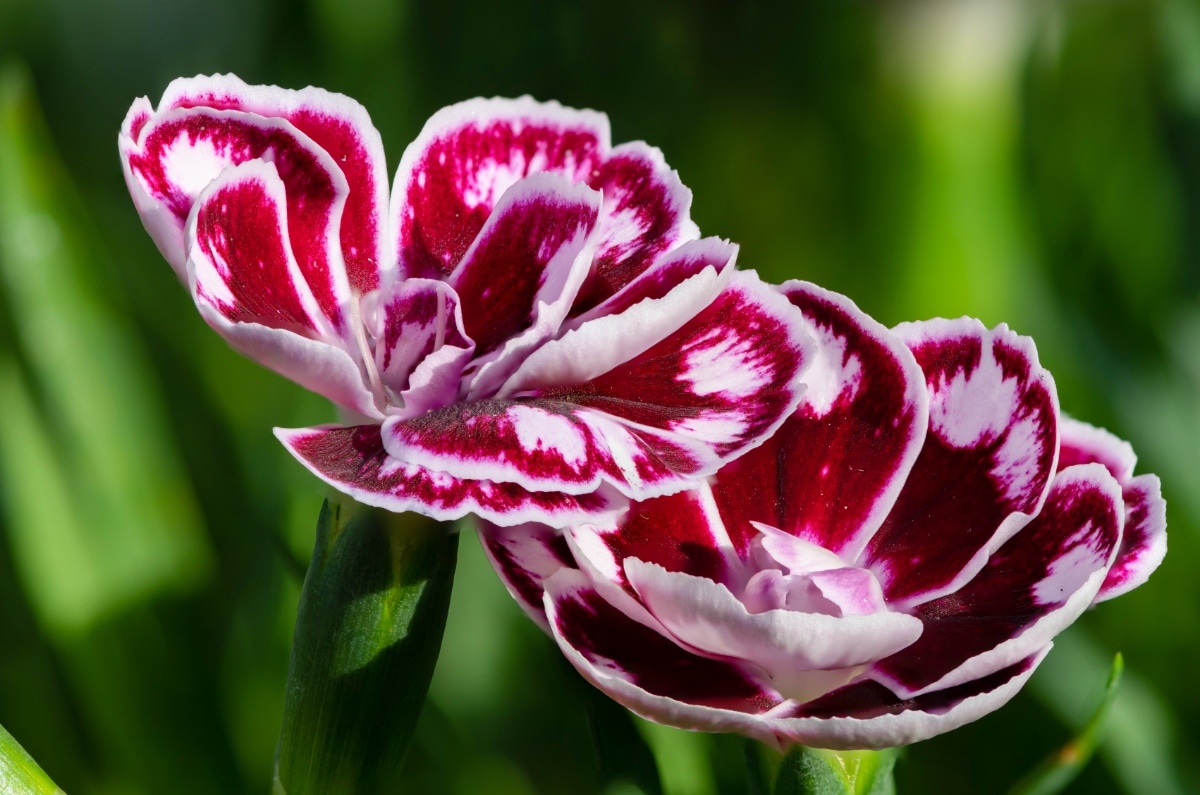 Dianthus