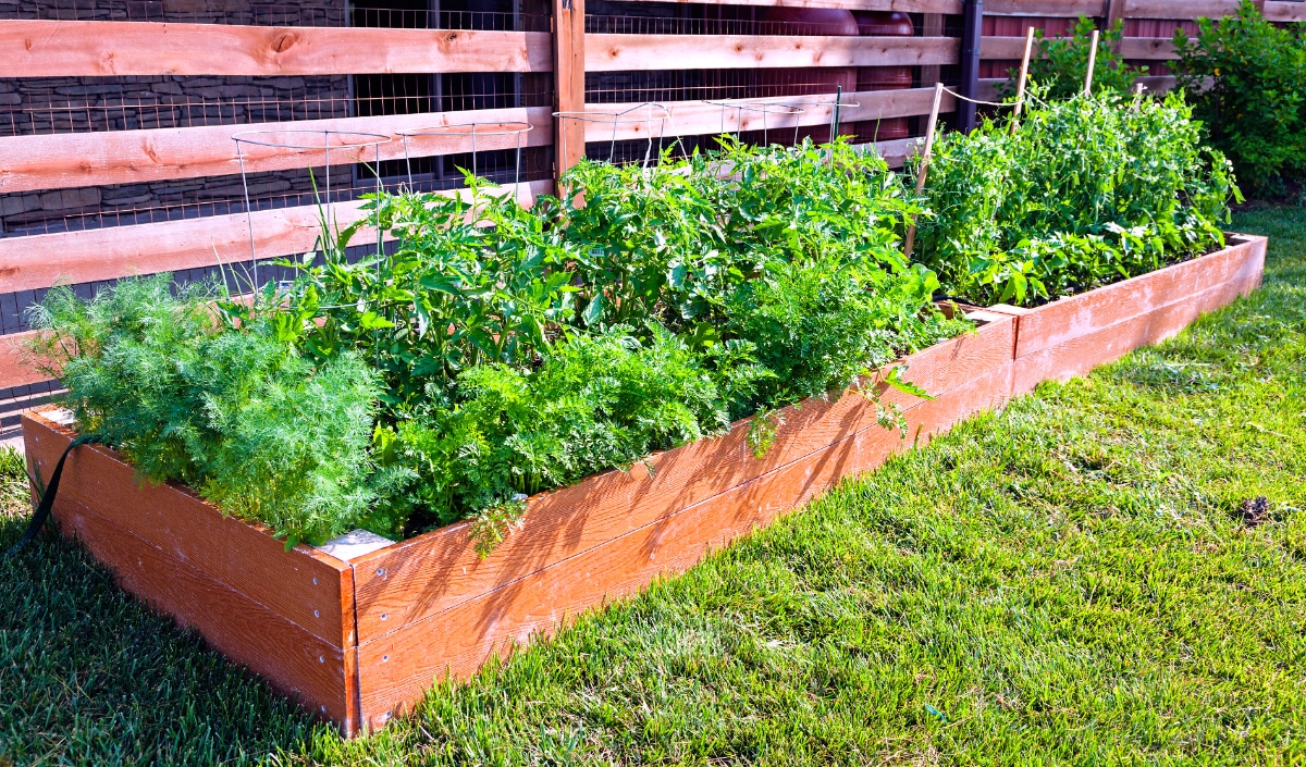 Dill with Tomatoes Plants