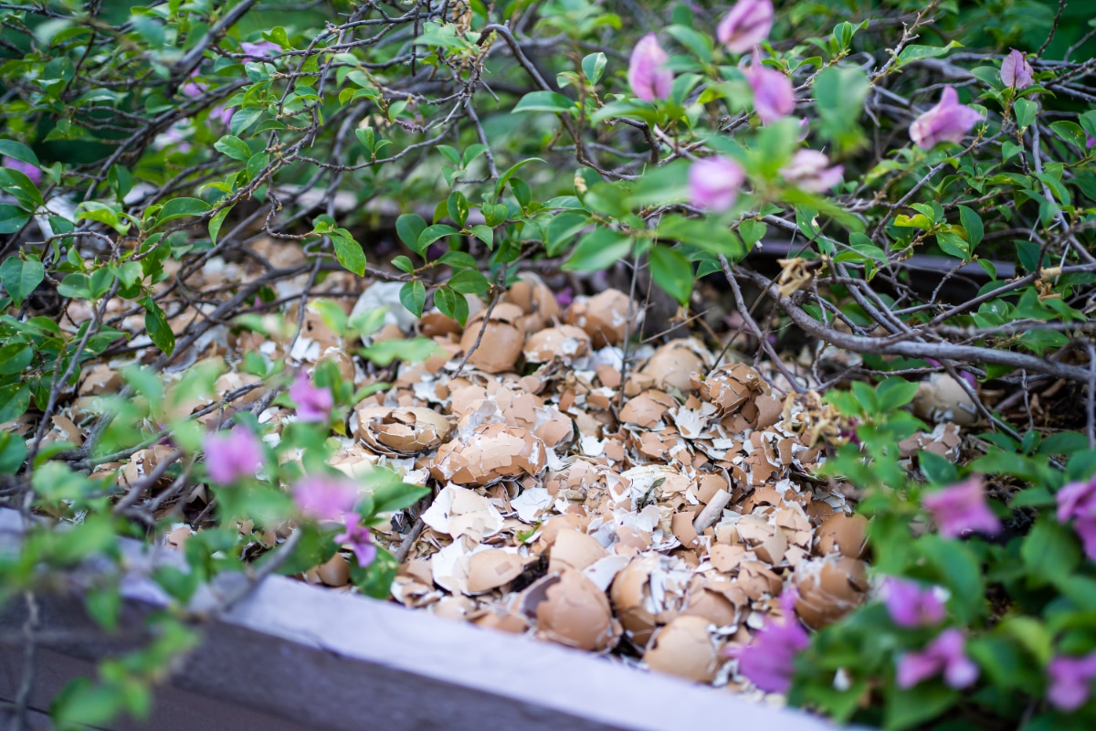 Eggshells in the Garden