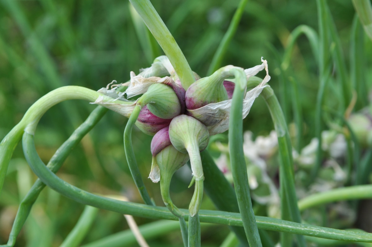 Egyptian Onions