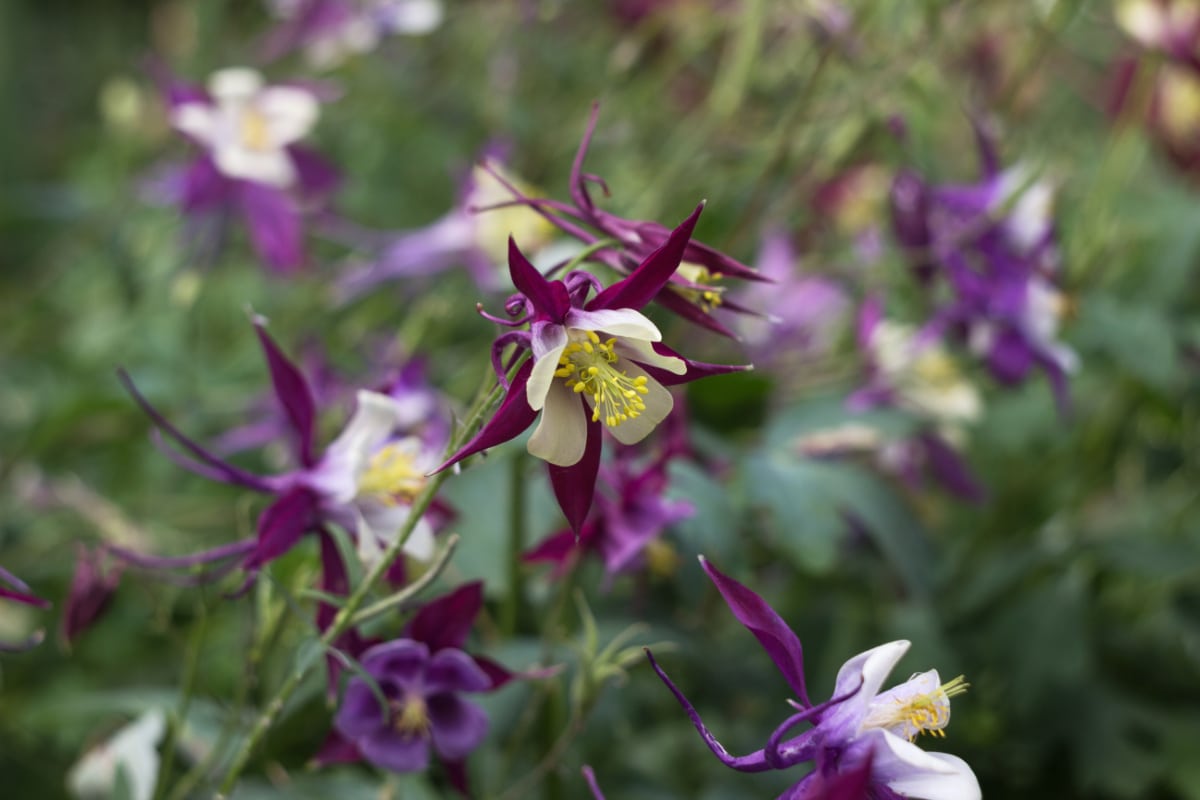 European Crowfoot Columbine