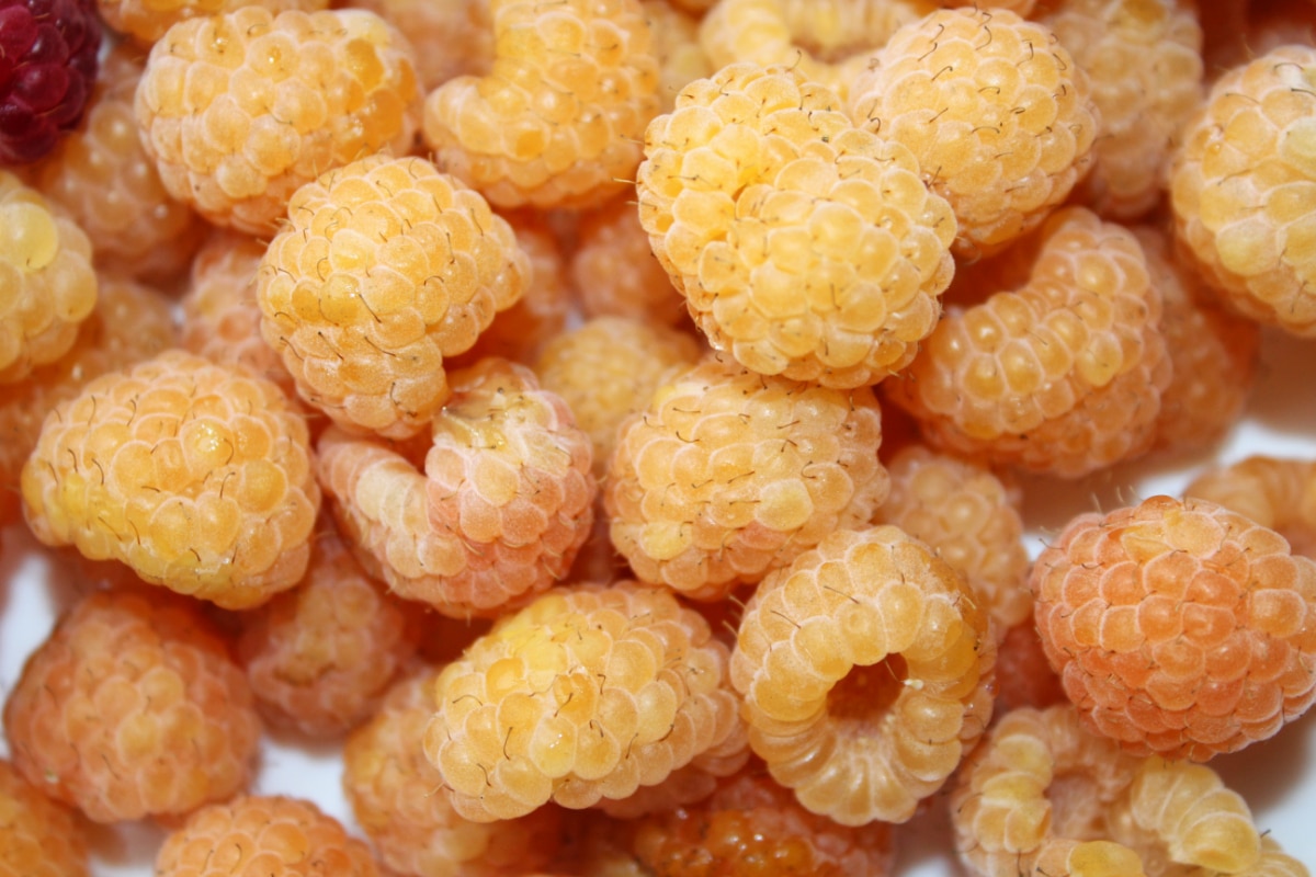 Fall Gold Raspberries