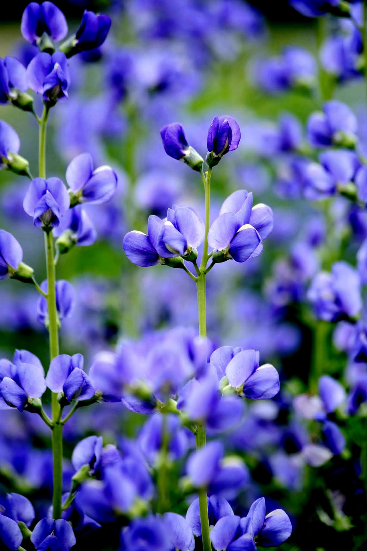 False Indigo