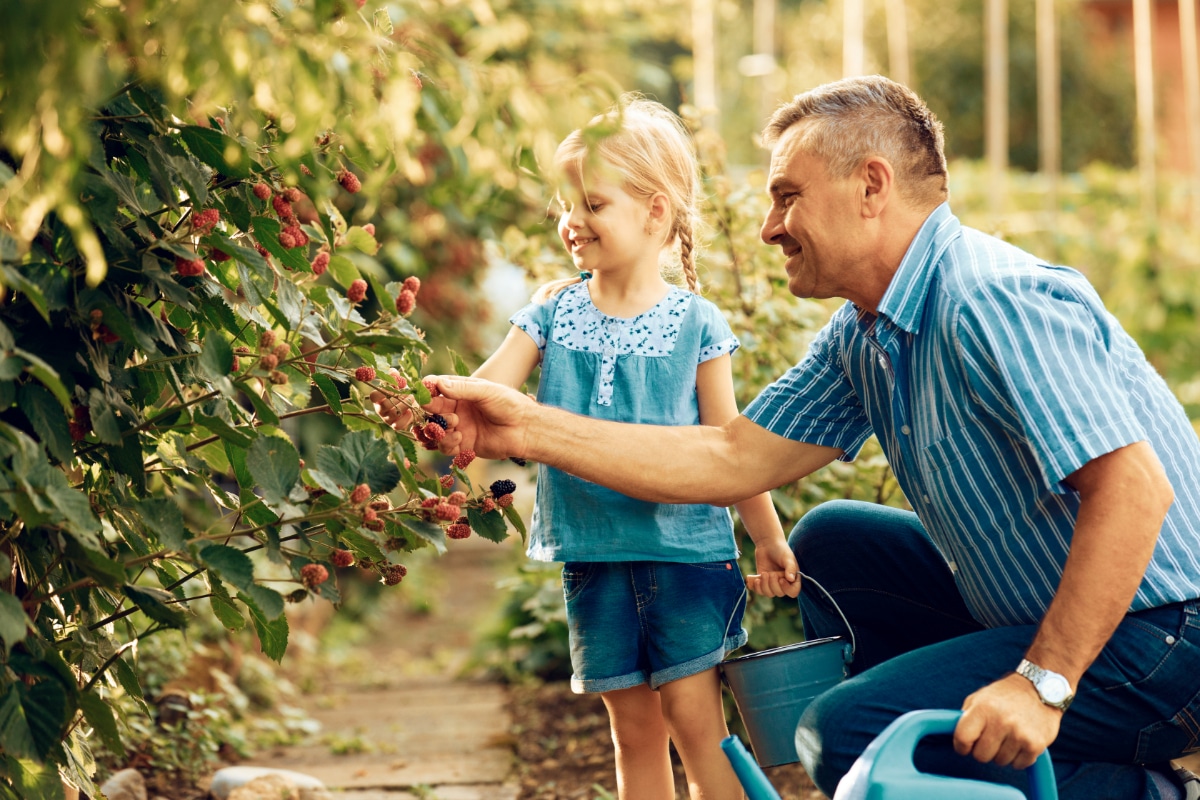 Family picking Blackberries