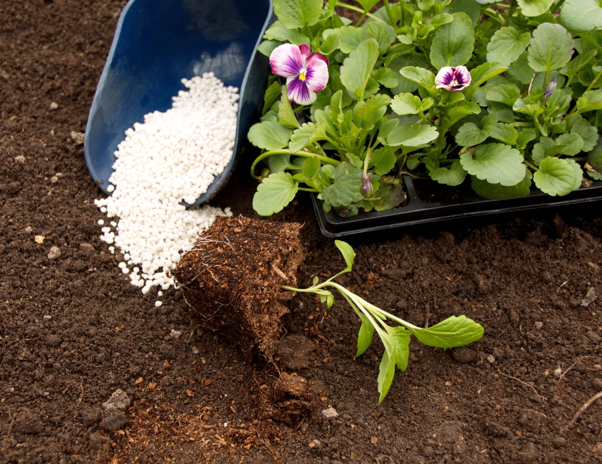 Fertilizing Pansies