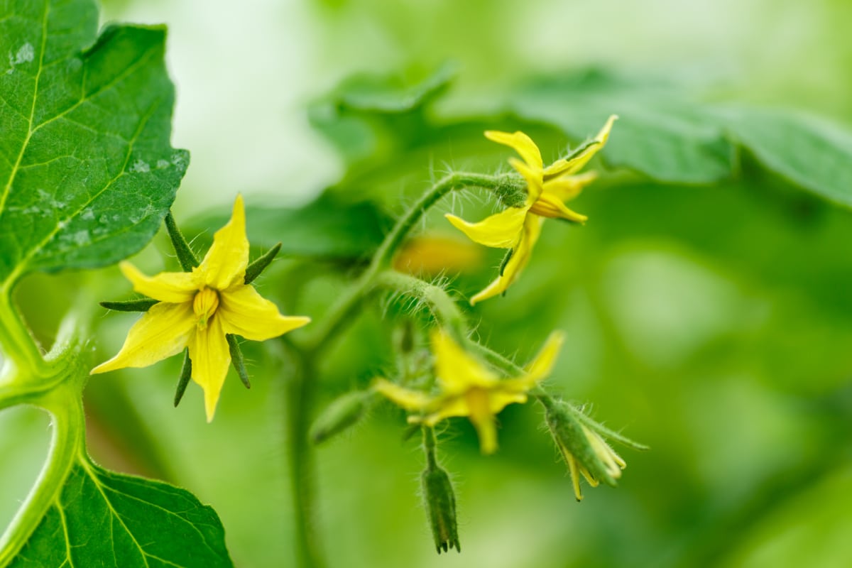 Flowering Tomatoes