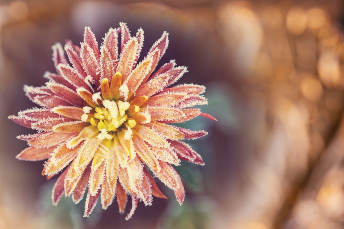 Frozen Flower