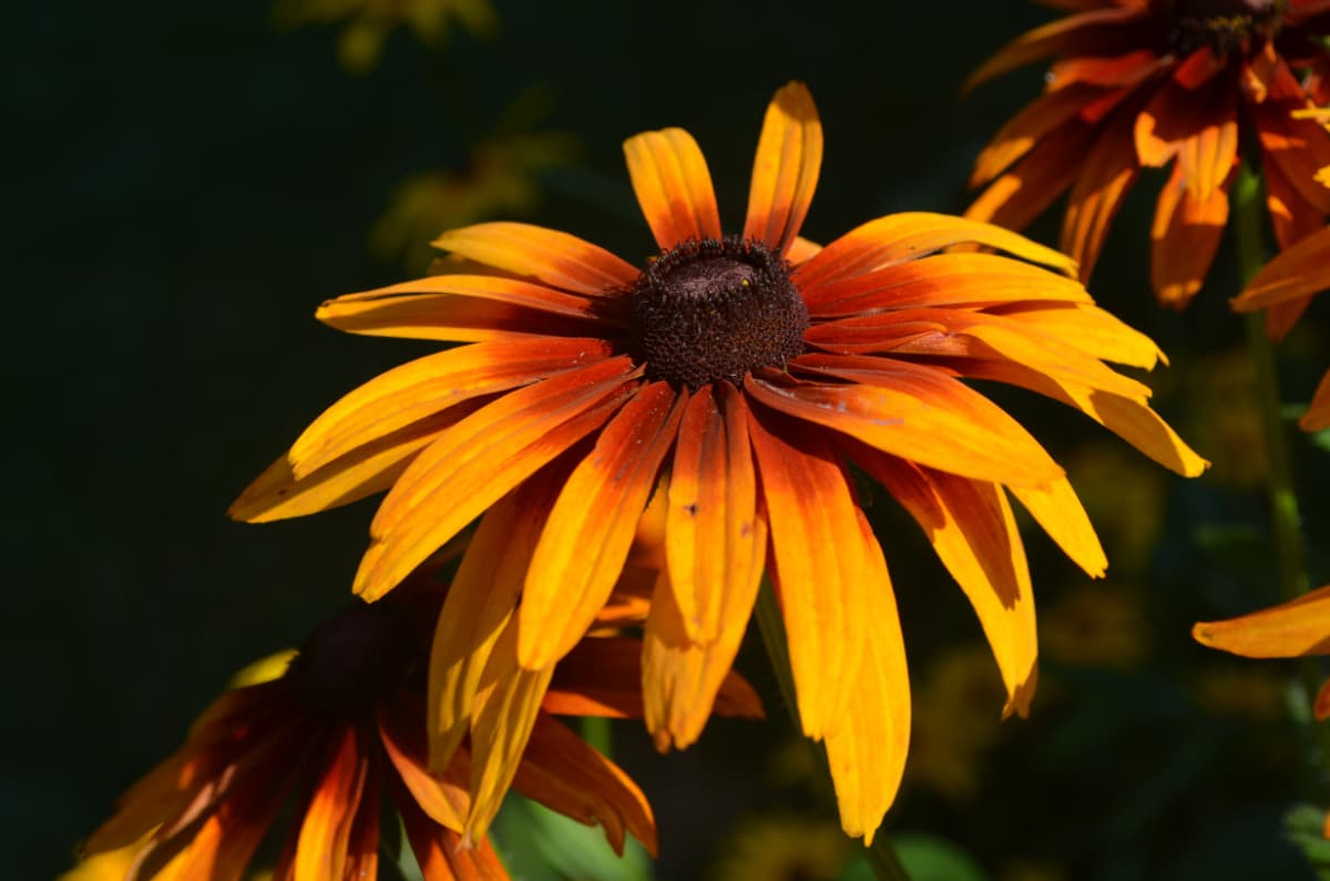 Gloriosa Daisy