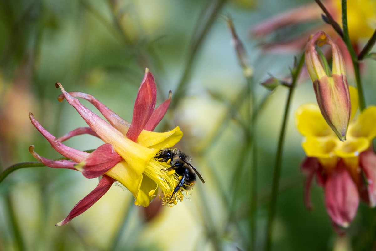 Golden Columbine