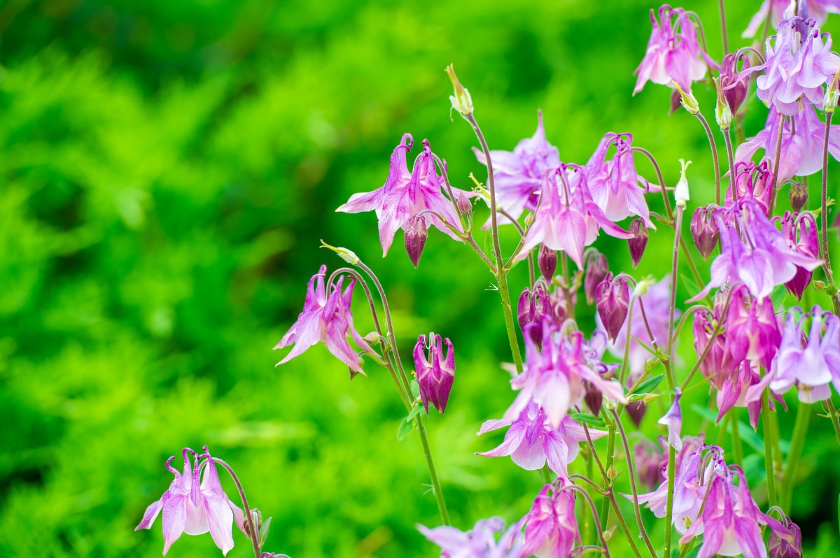 Grandmother’s Garden Columbine