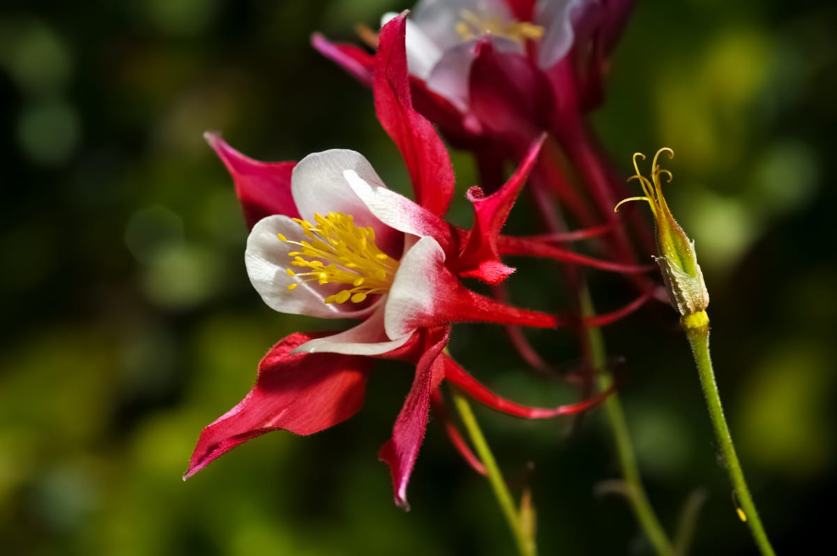 Granny’s Bonnet Columbine