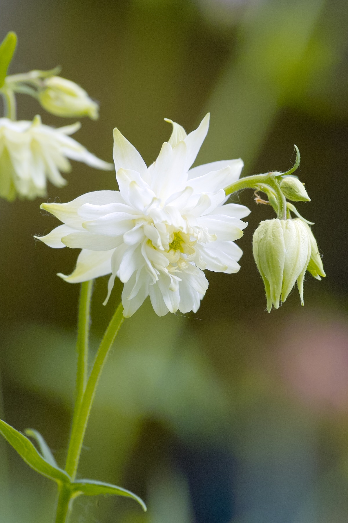 Green Apples Columbine