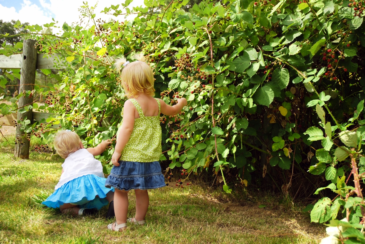  Wachsende Brombeeren