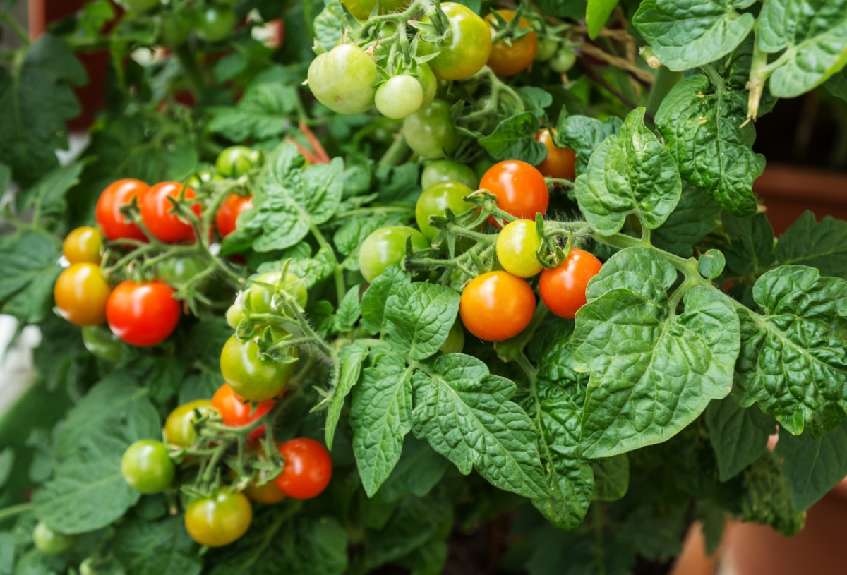 Happy Cherry Tomato