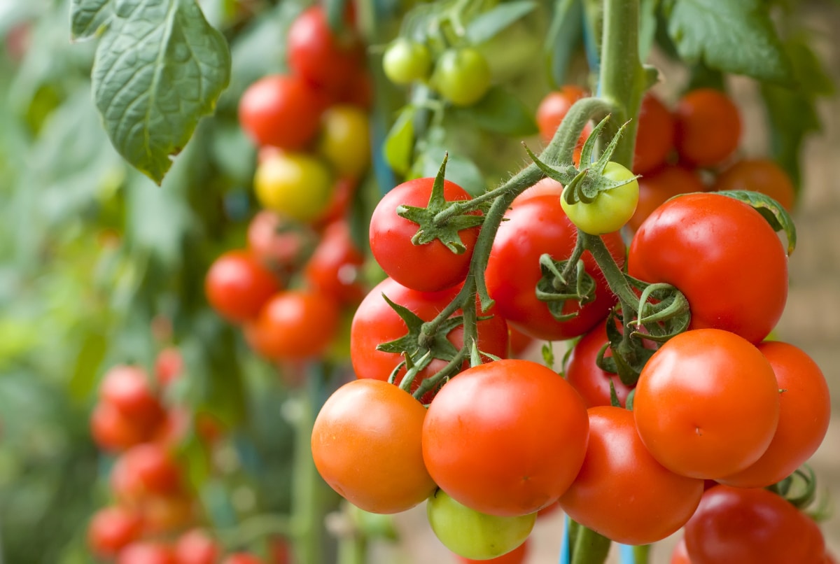 Happy Tomato Plant