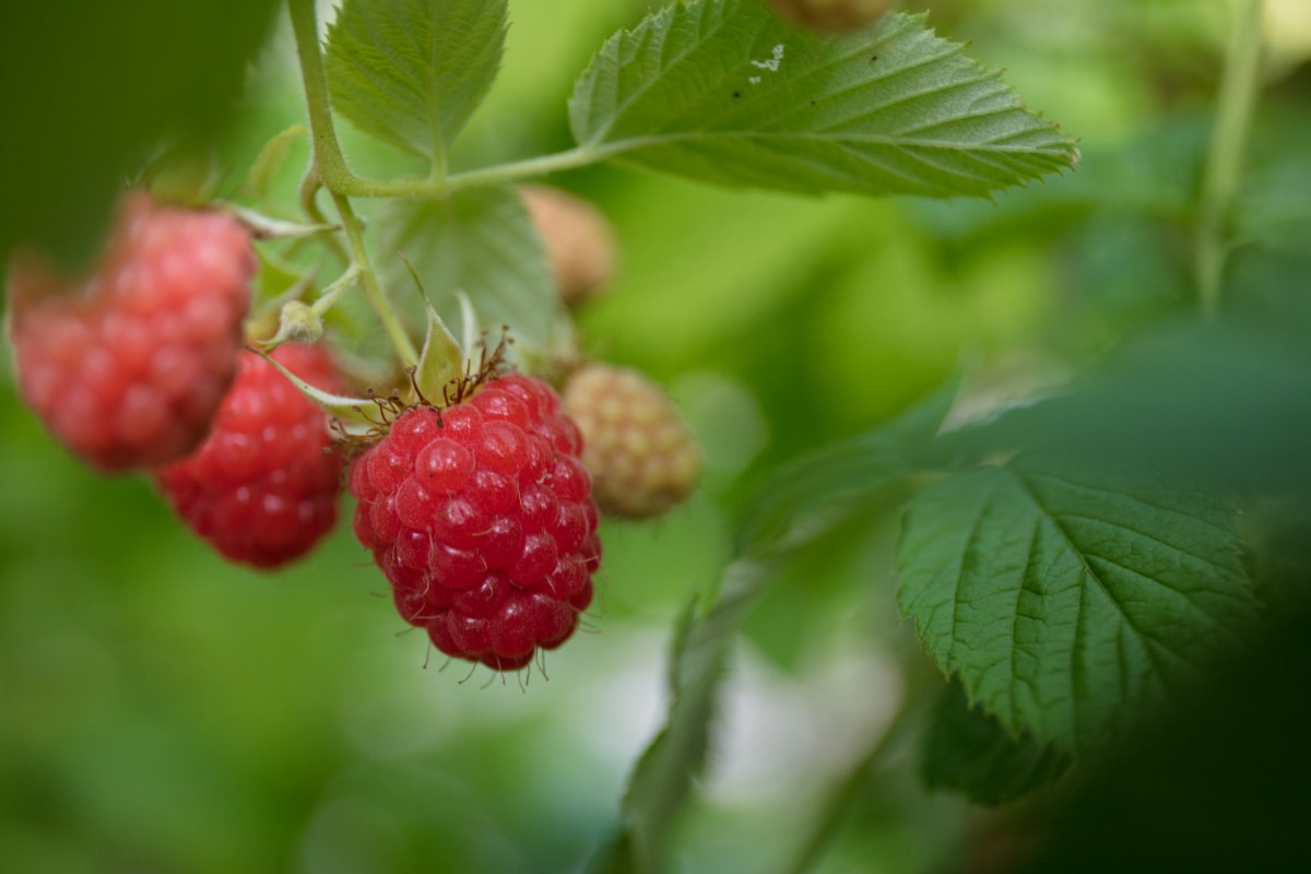 Heritage Raspberries