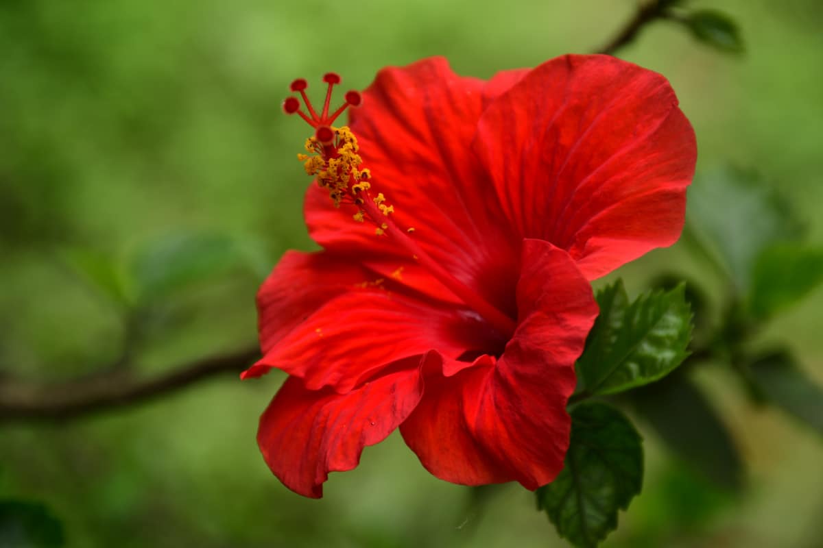 Hibiscus