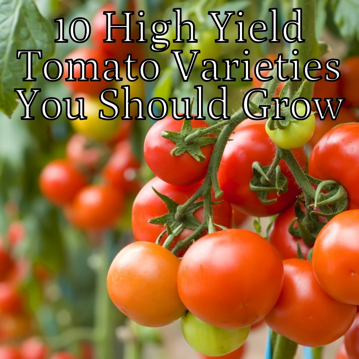 The 5 Best Beefsteak Tomato Varieties To Grow In Your Garden