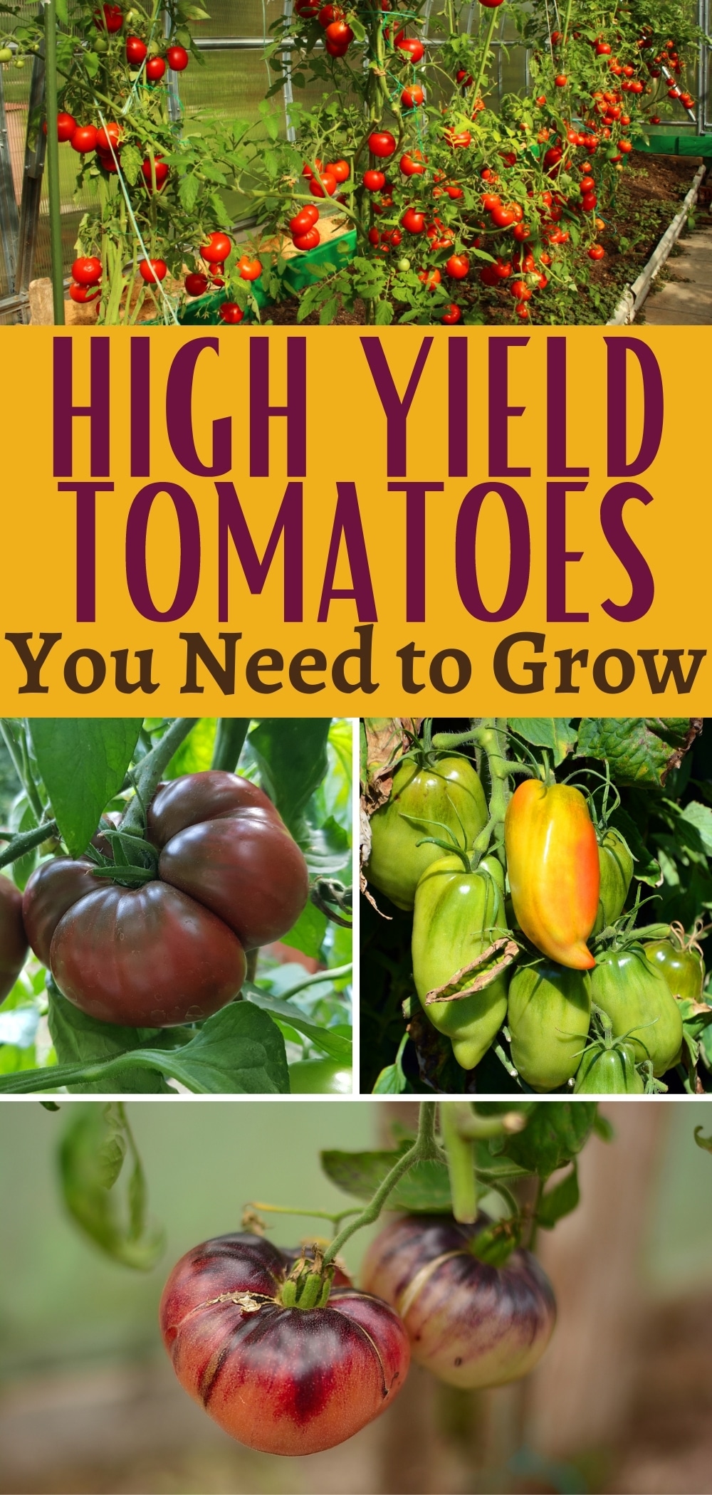 10 High Yield Tomato Varieties You Should Grow in Your Garden - Gardening