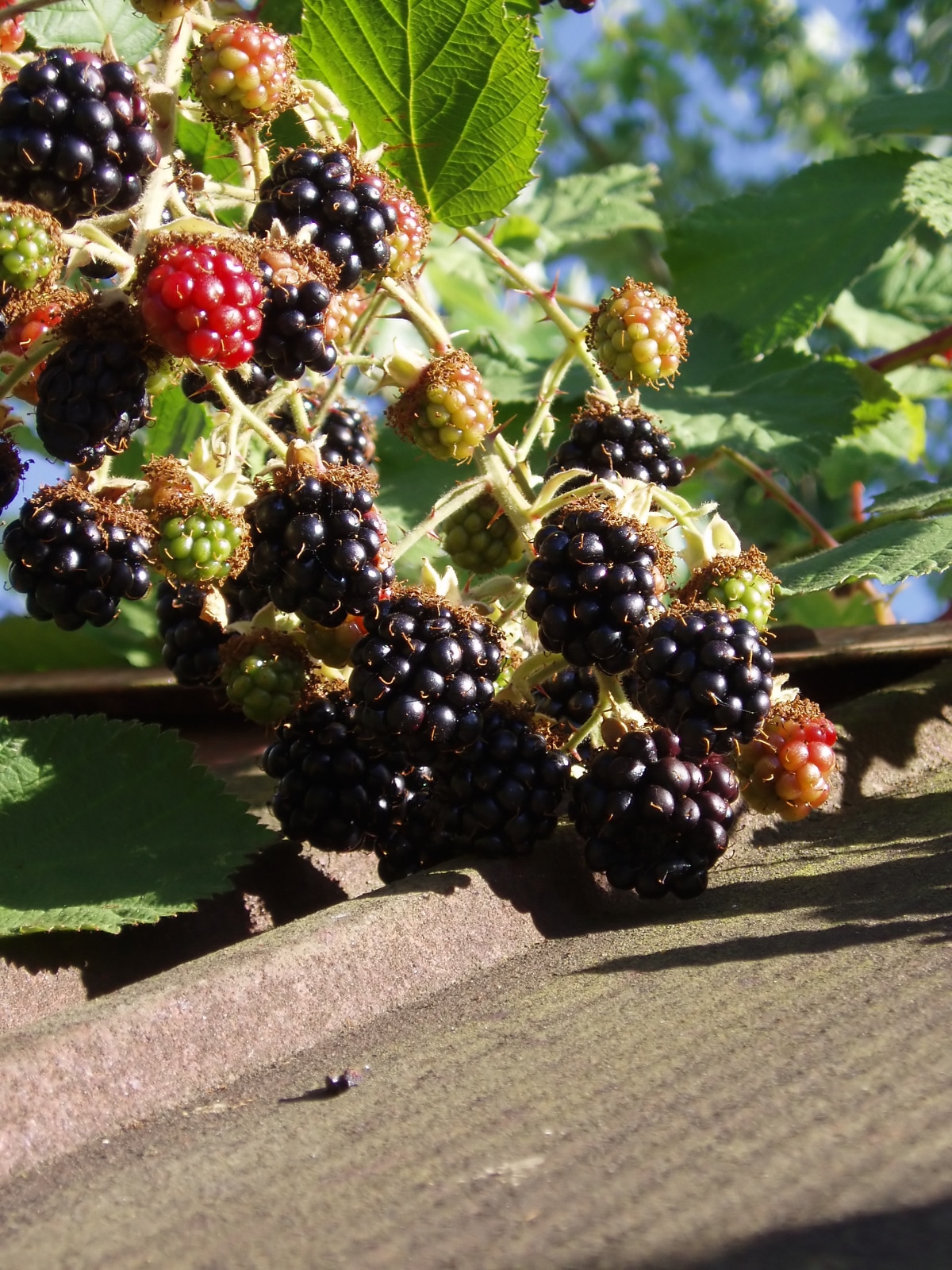 Himalayan blackberry