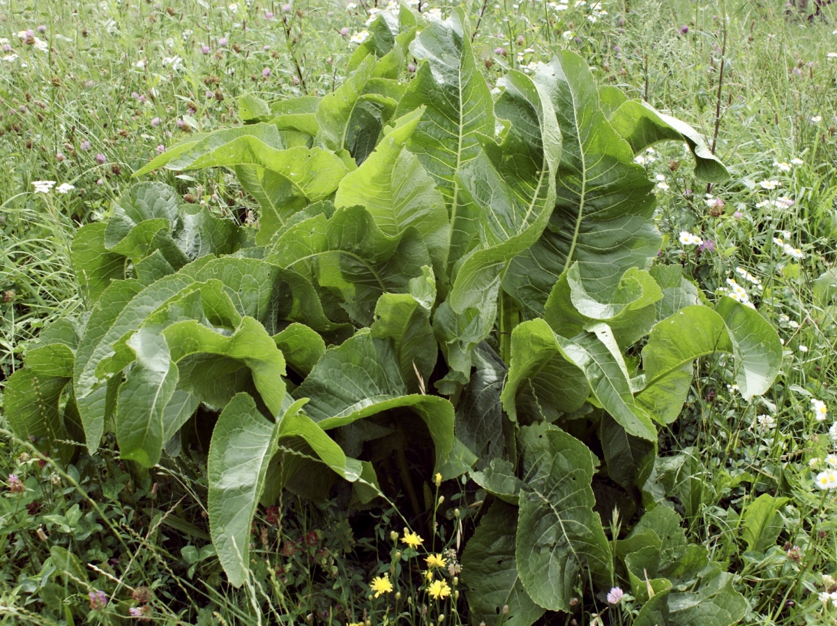 Horseradish