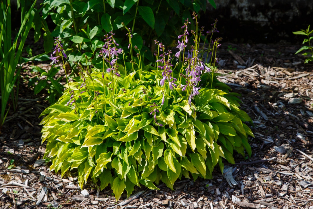 Hostas