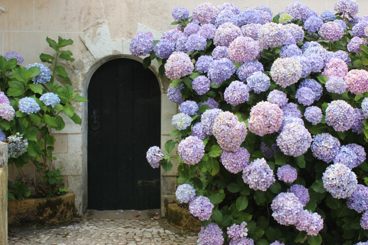 Hydrangea