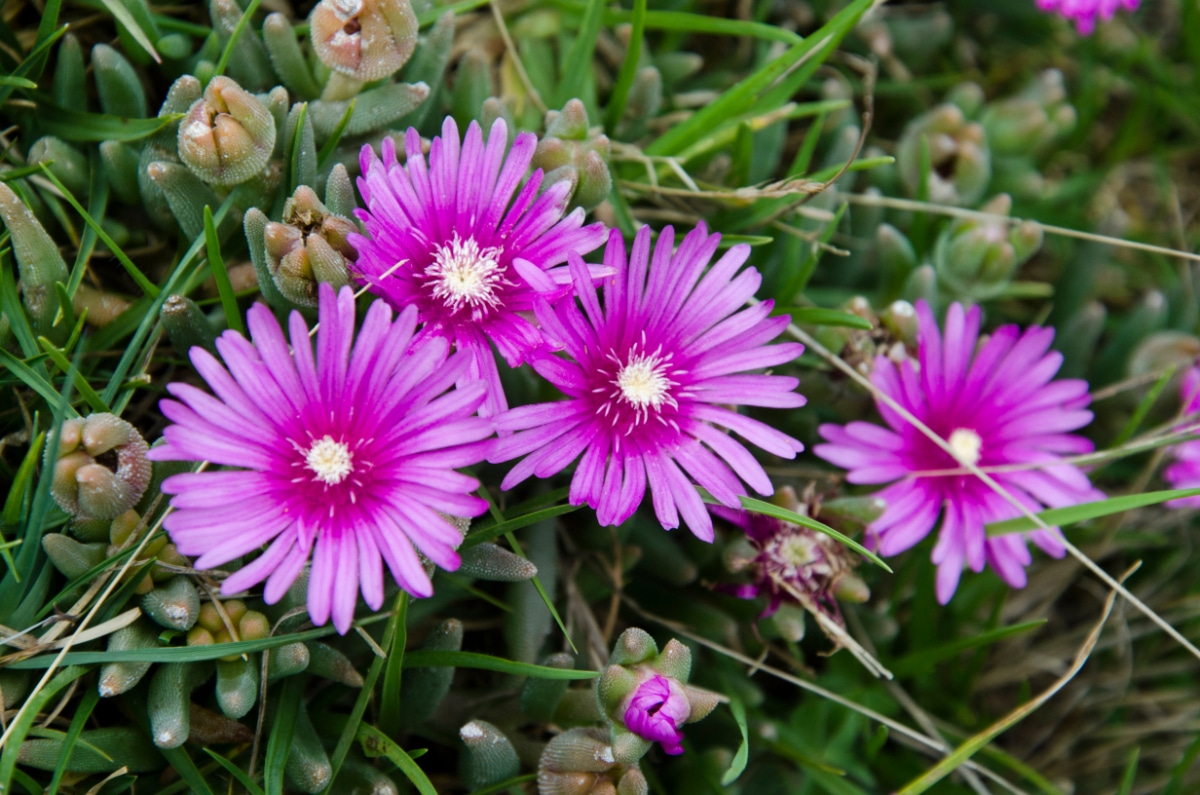 Ice Plant