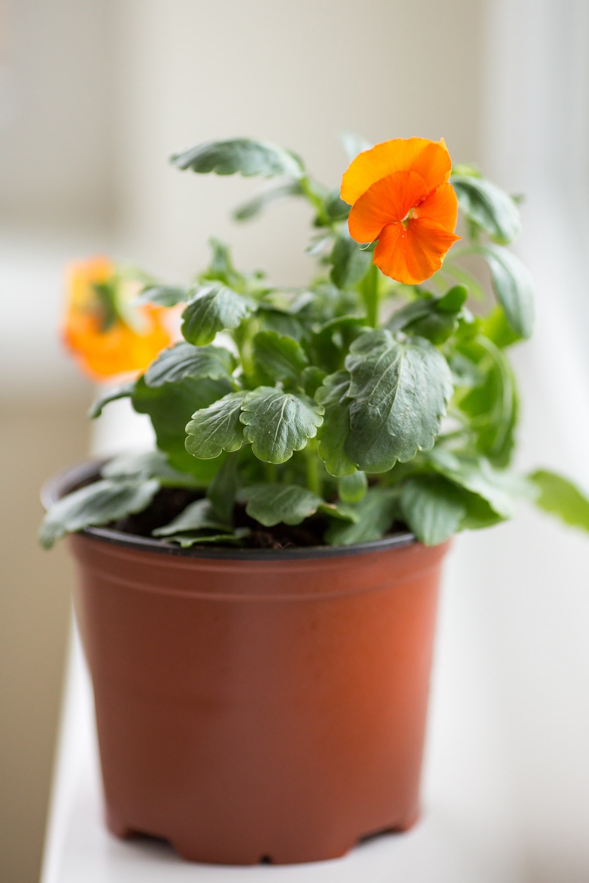 Indoor Pansies