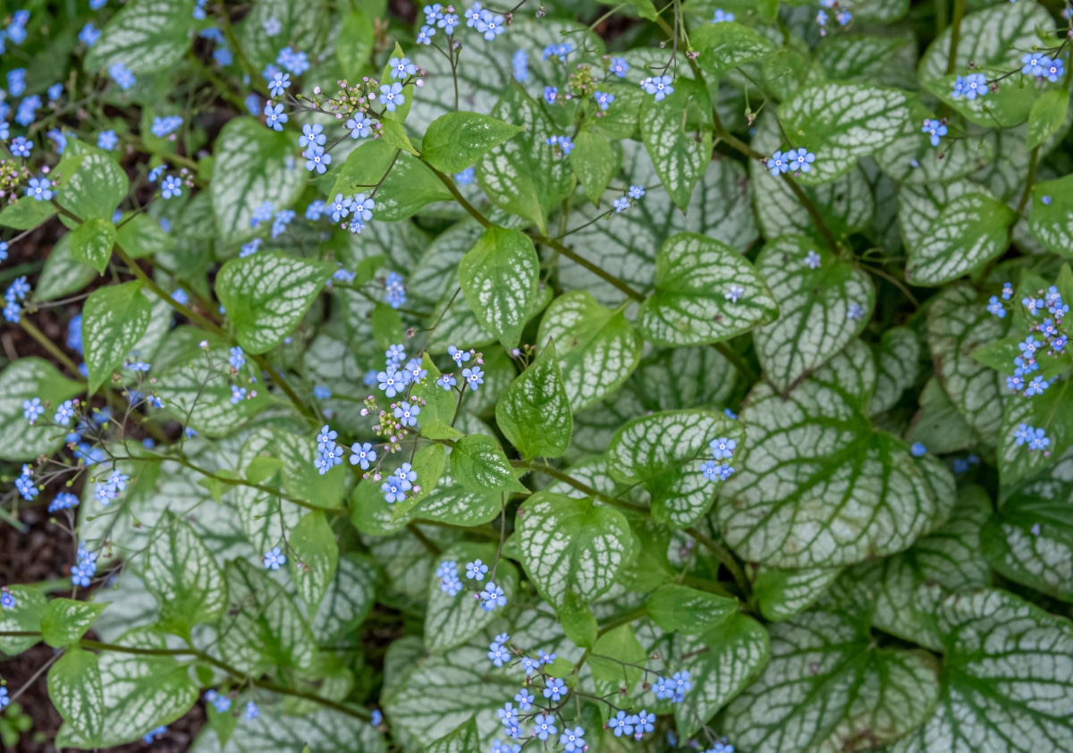 Jack Frost Largeleaf Brunnera