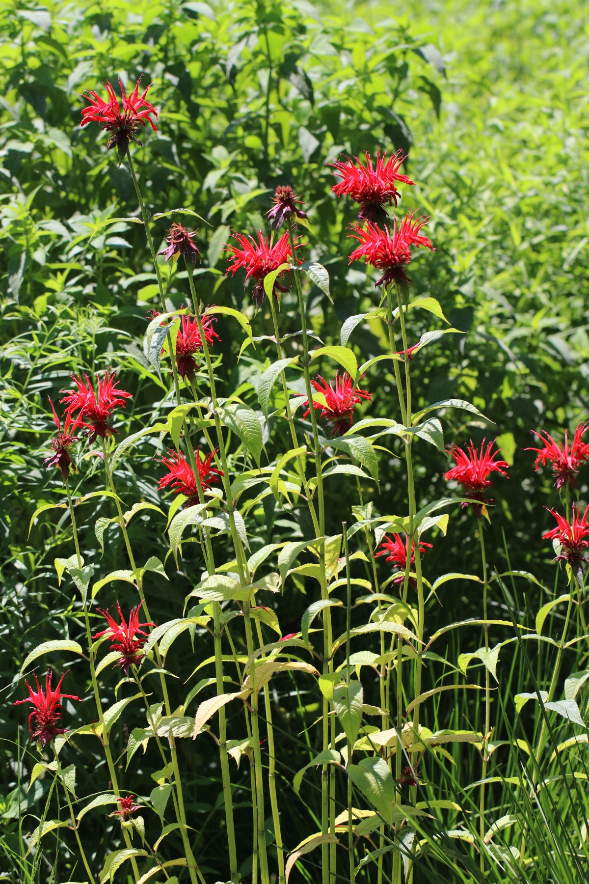 Jacob Bee Balm