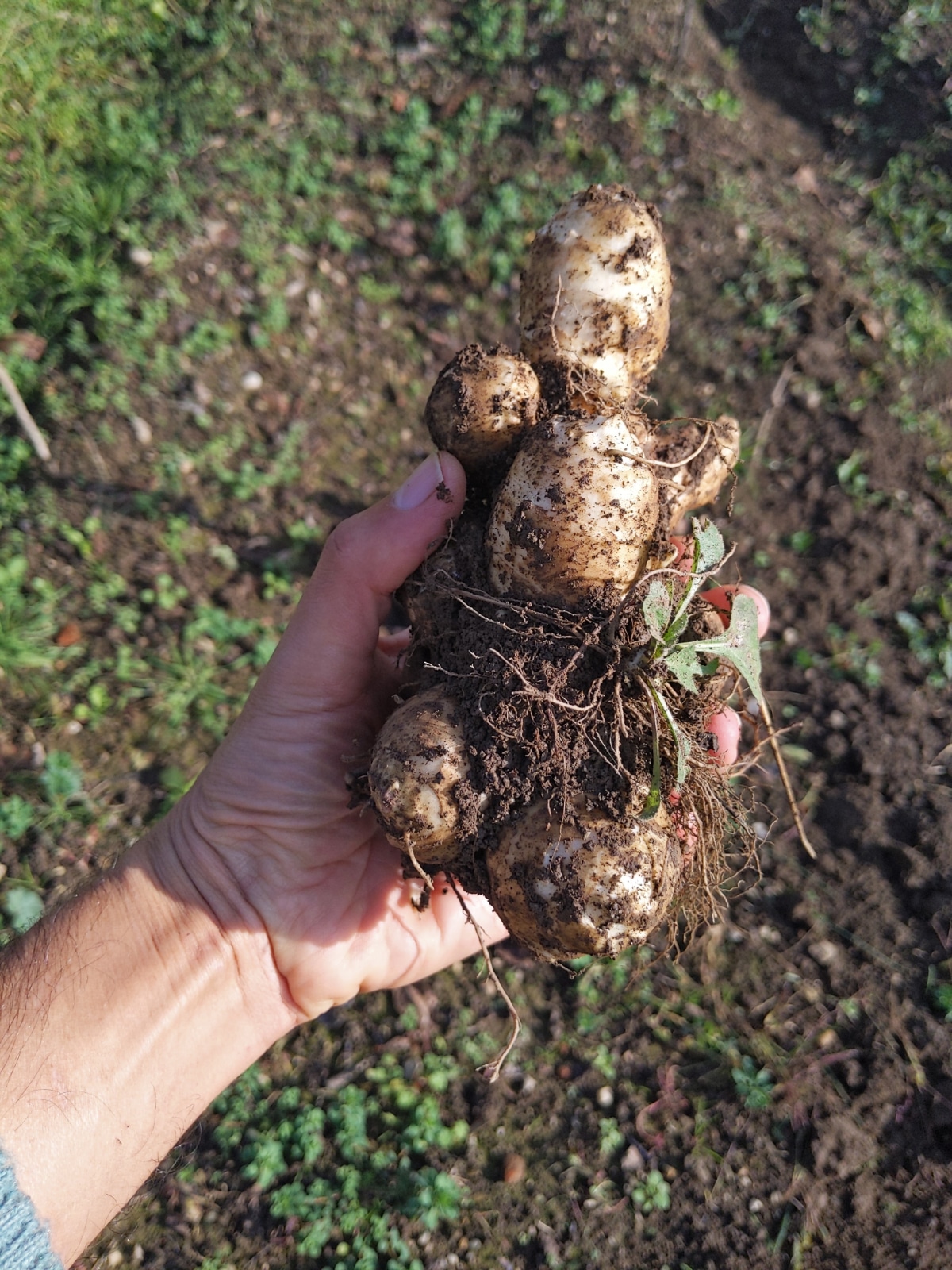 Jerusalem Artichoke