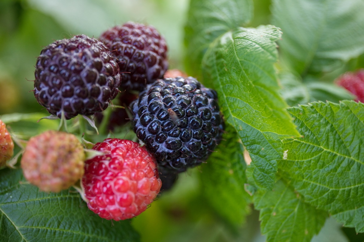 Jewel Raspberries