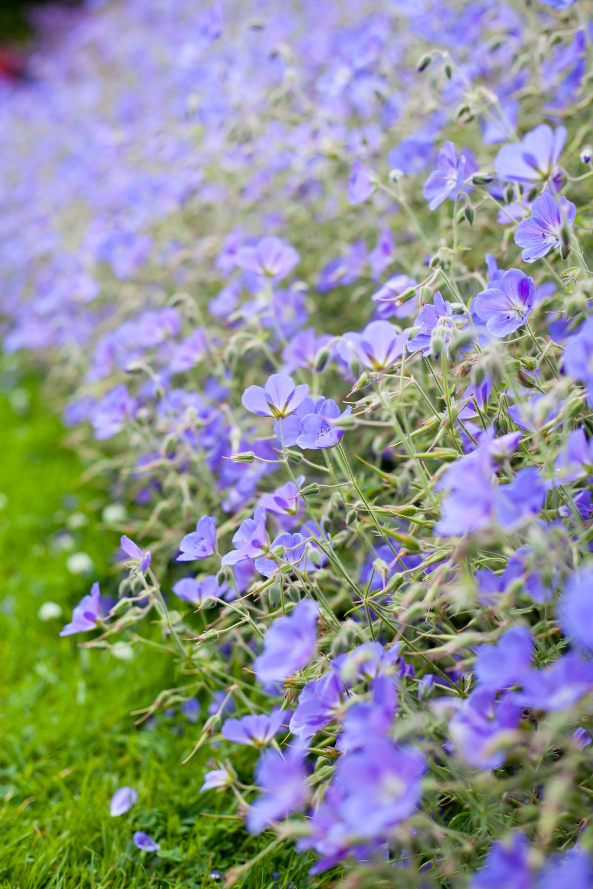 Jolly Bee Geranium