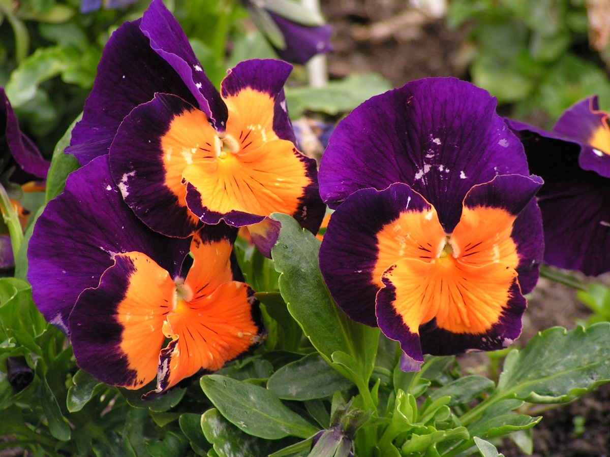 Jolly Joker Pansies