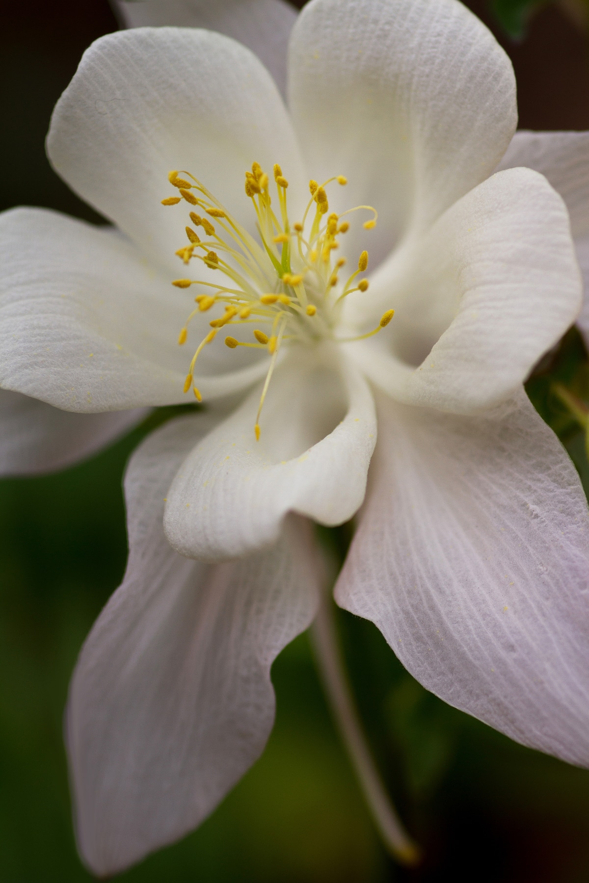 Kristall Columbine